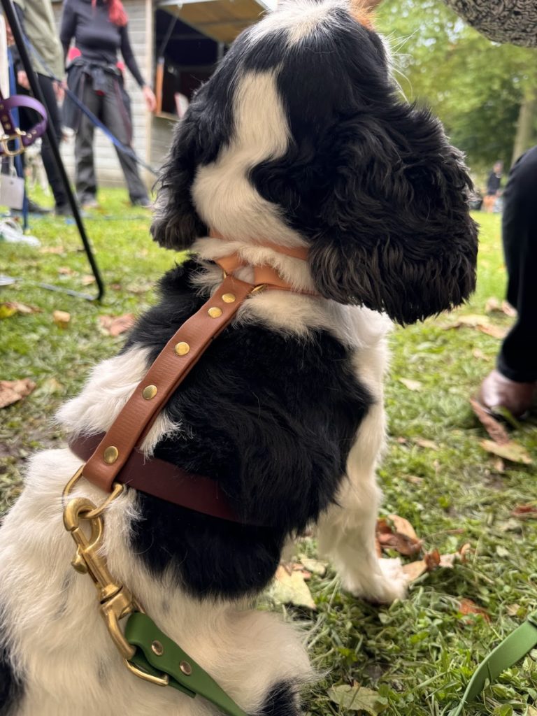 harnais marron tricolore sur un cavalier king charle Laiss'do it en biothane