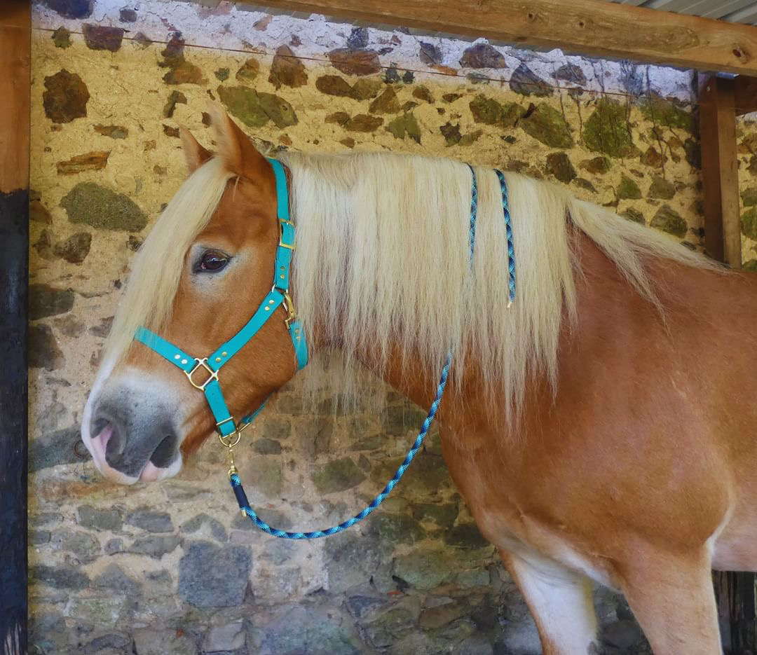 licol turquoise sur un cheval laiss'do it en biothane