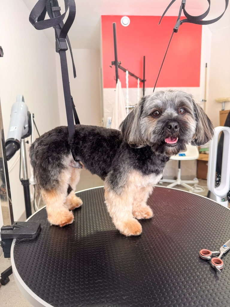 avec un chien au salon