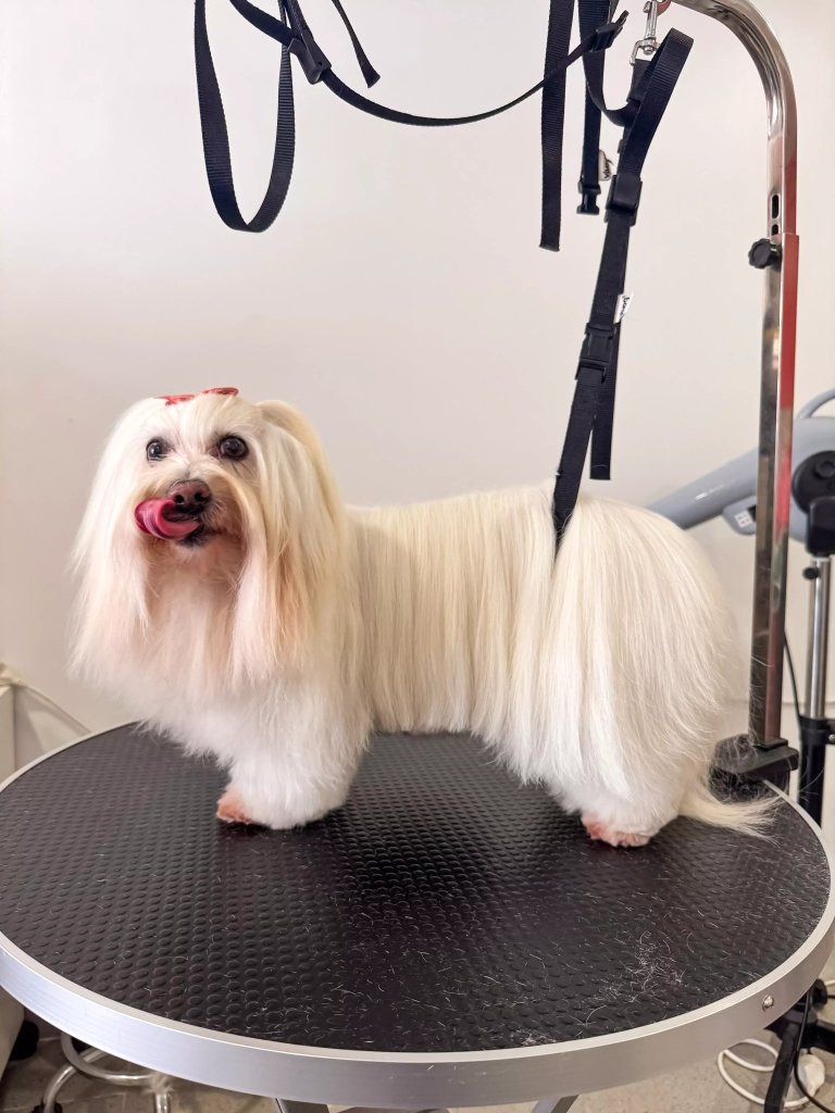 chien au salon de toilettage