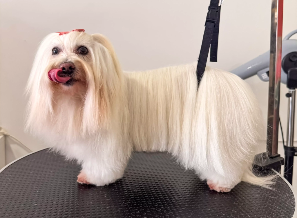 chien au salon de toilettage copie